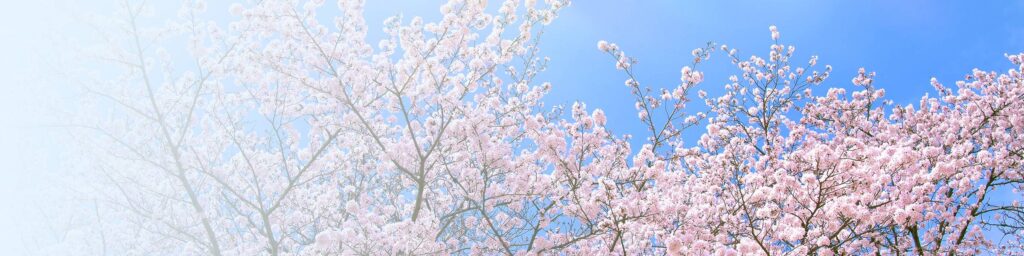採用情報タイトル
